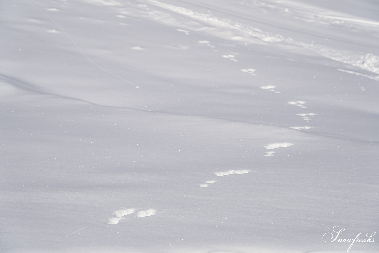 富良野スキー場 積雪100cm、オープン初日から滑走距離3,400ｍのロングダウンヒルが可能！最高のコンディションでシーズン開幕です♪